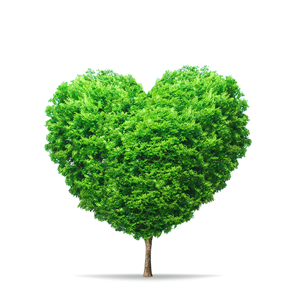 Árbol